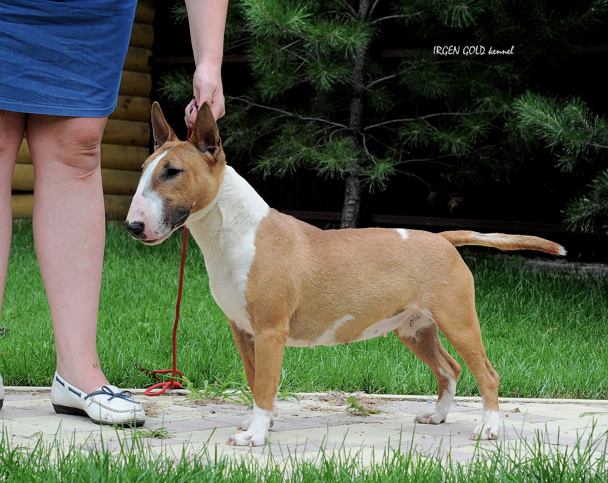 Irgen Gold Escada Lily Chic - Young  Russian Champion!