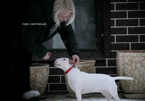 ИРГЕН ГОЛД ДЕСИДЕРАТА