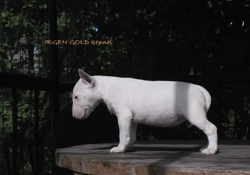 IRGEN GOLD ALBERTA