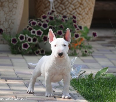 IRGEN GOLD TSAR-BULL