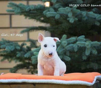 IRGEN GOLD TSARINA FROM rUSSIA