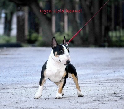 IRGEN GOLD ZIGZAG OF LUCK