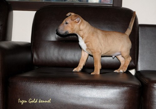 IRGEN GOLD  YOU RED BARON
