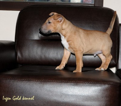 IRGEN GOLD  YOU RED BARON