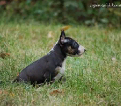 IRGEN GOLD GRIZZLY BEAR