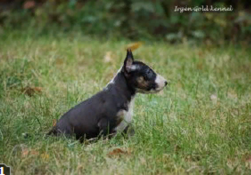 IRGEN GOLD GRIZZLY BEAR