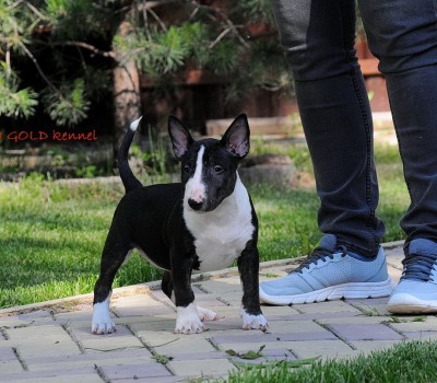 IRGEN GOLD YOUNG KIUSSI