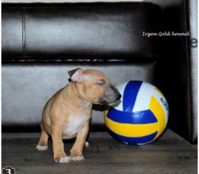 IRGEN GOLD POWER KOVU