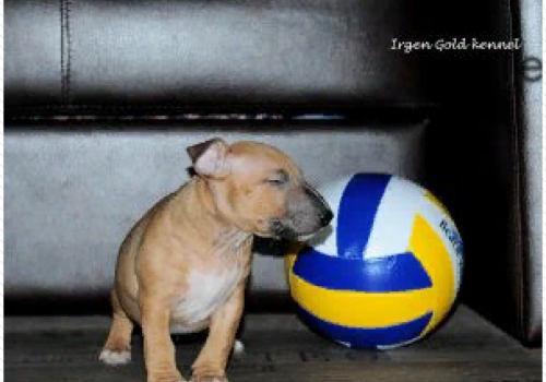 IRGEN GOLD POWER KOVU