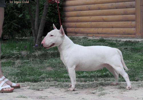 Velikolepna ot Sol'nika (Лепа)