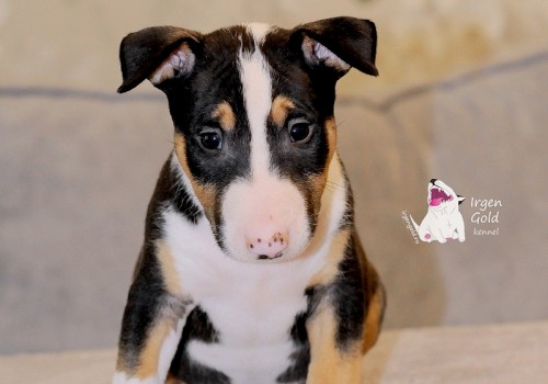Ирген Голд Норд Стрим