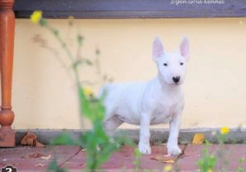 IRGEN GOKLD PERLA WHITE BEAUTY