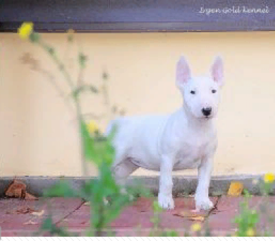 IRGEN GOKLD PERLA WHITE BEAUTY