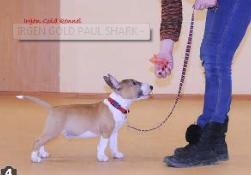 IRGEN GOLD PAUL SHARK