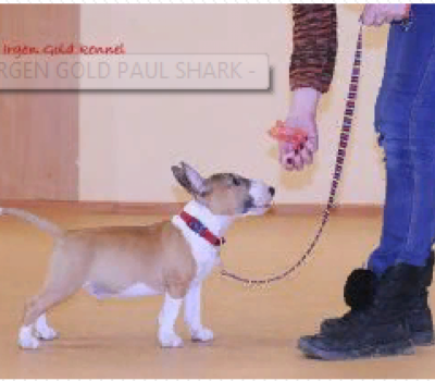 IRGEN GOLD PAUL SHARK