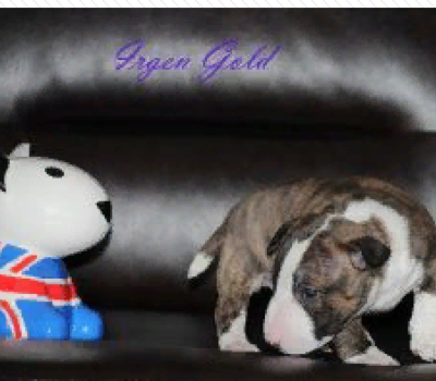 IRGEN GOLD RICHI BOY