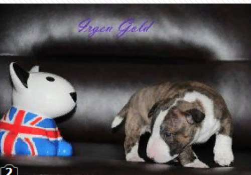IRGEN GOLD RICHI BOY
