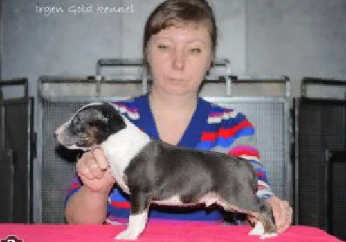IRGEN GOLD SEVERUS SNAGG