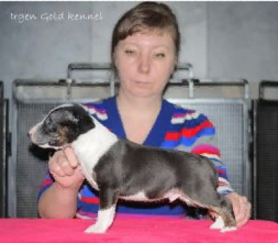 IRGEN GOLD SEVERUS SNAGG