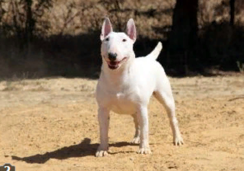 IRGEN GOLD SUGER CAPONE