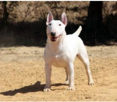 IRGEN GOLD SUGER CAPONE