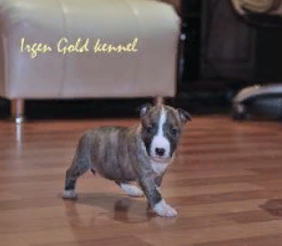 IRGEN GOLD TESLA