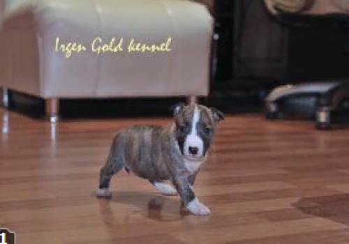 IRGEN GOLD TESLA