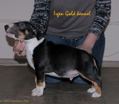 IRGEN GOLD VALENTINES DAY