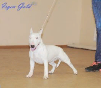 IRGEN GOLD ZAYKA ZOOBI