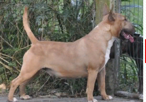 IRGEN GOLD ZHELANNAYA