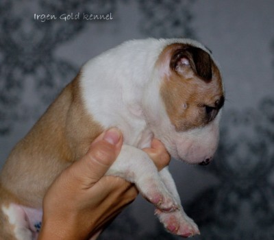 IRGEN GOLD ZINA ZIPPY